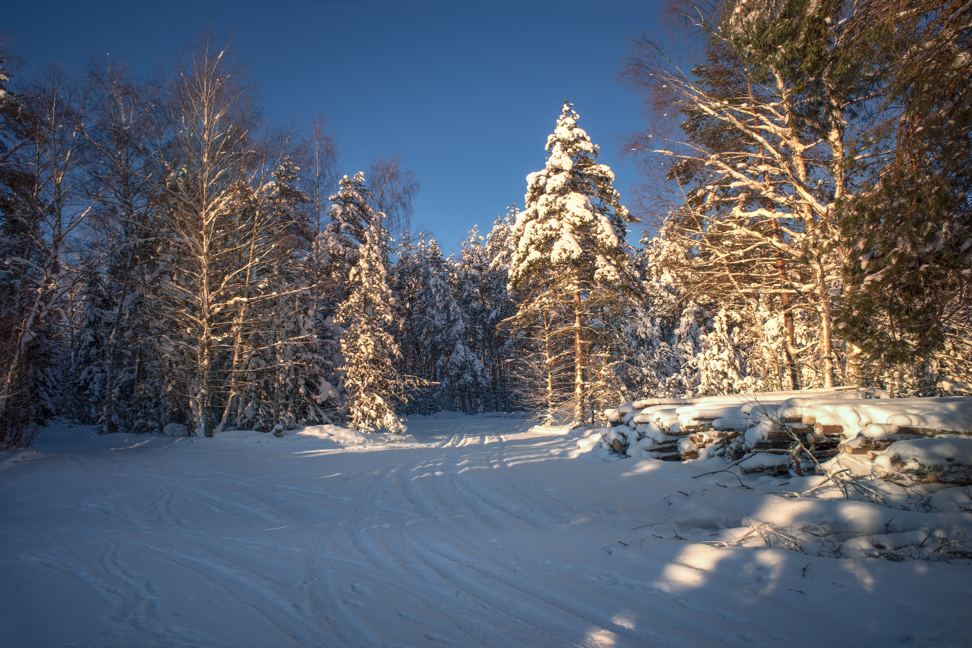в зимнем лесу