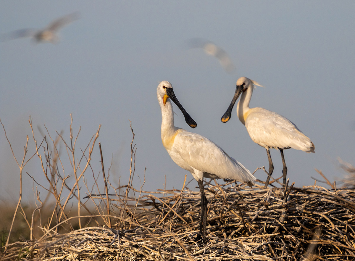 Колпицы на гнездах