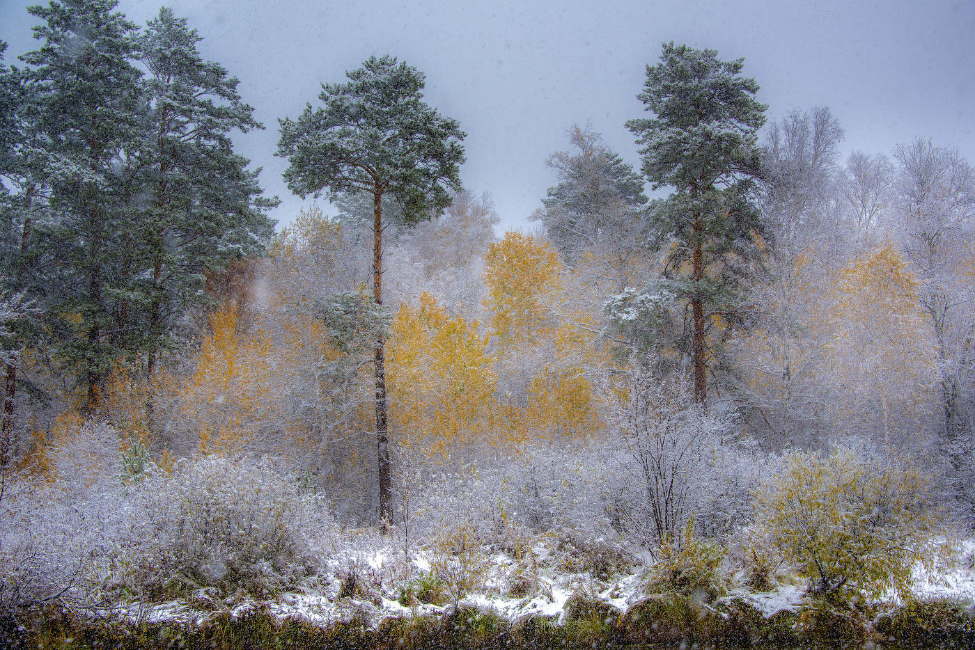 Сосны и берёзы
