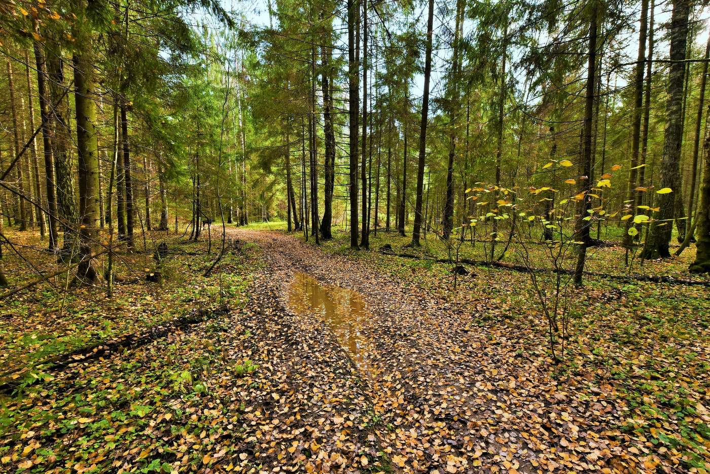 "Мы идем и под ногами слышен шорох золотой..."