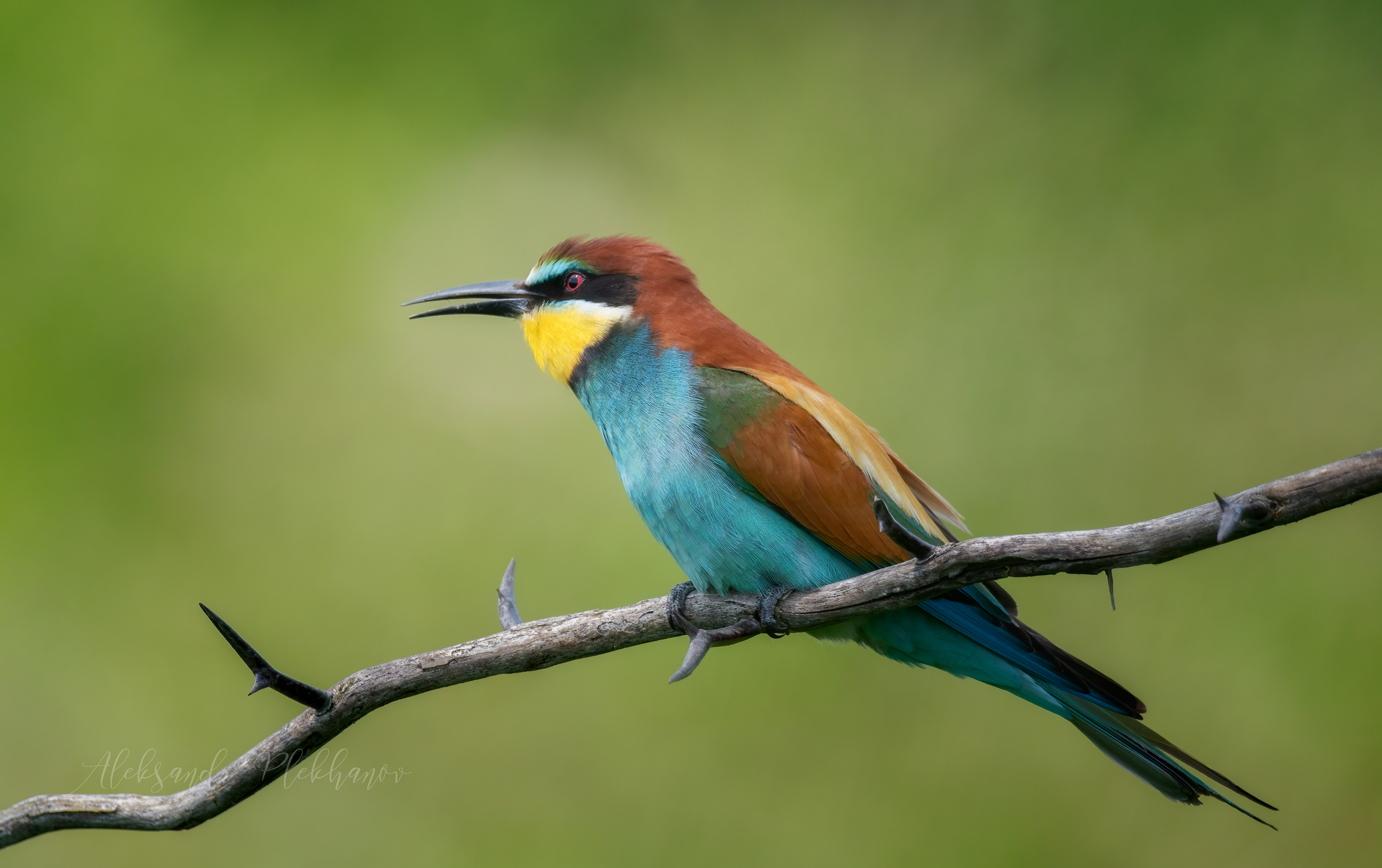 Летнее воспоминание