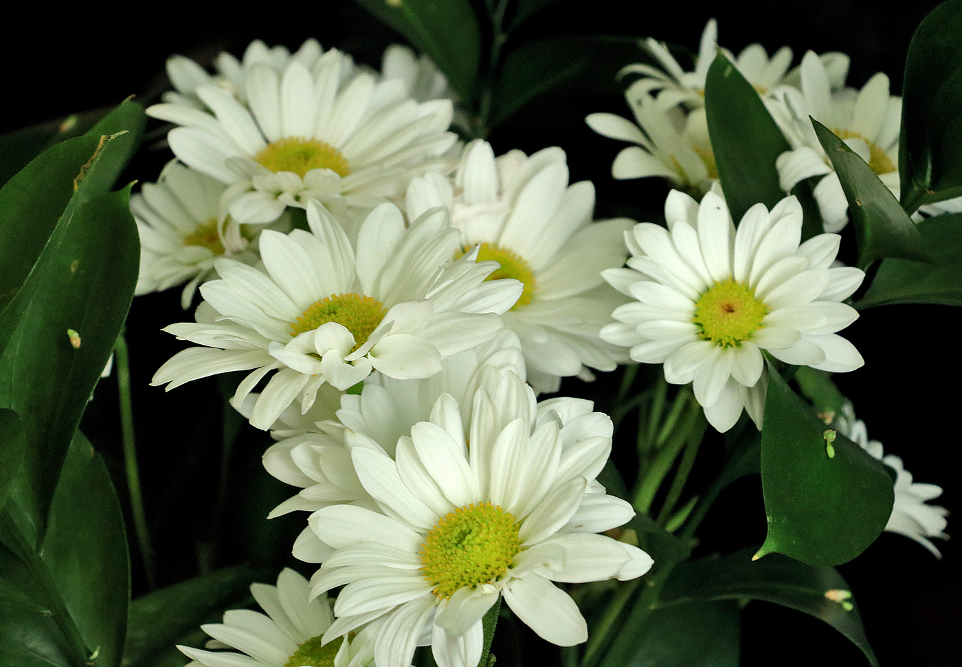 И расцветали над Землей цветы ненайденной природой красоты...