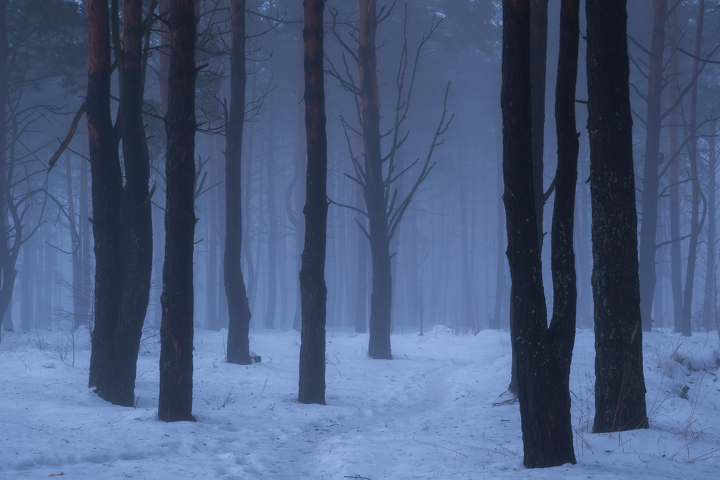 Декабрьским утром в лесу