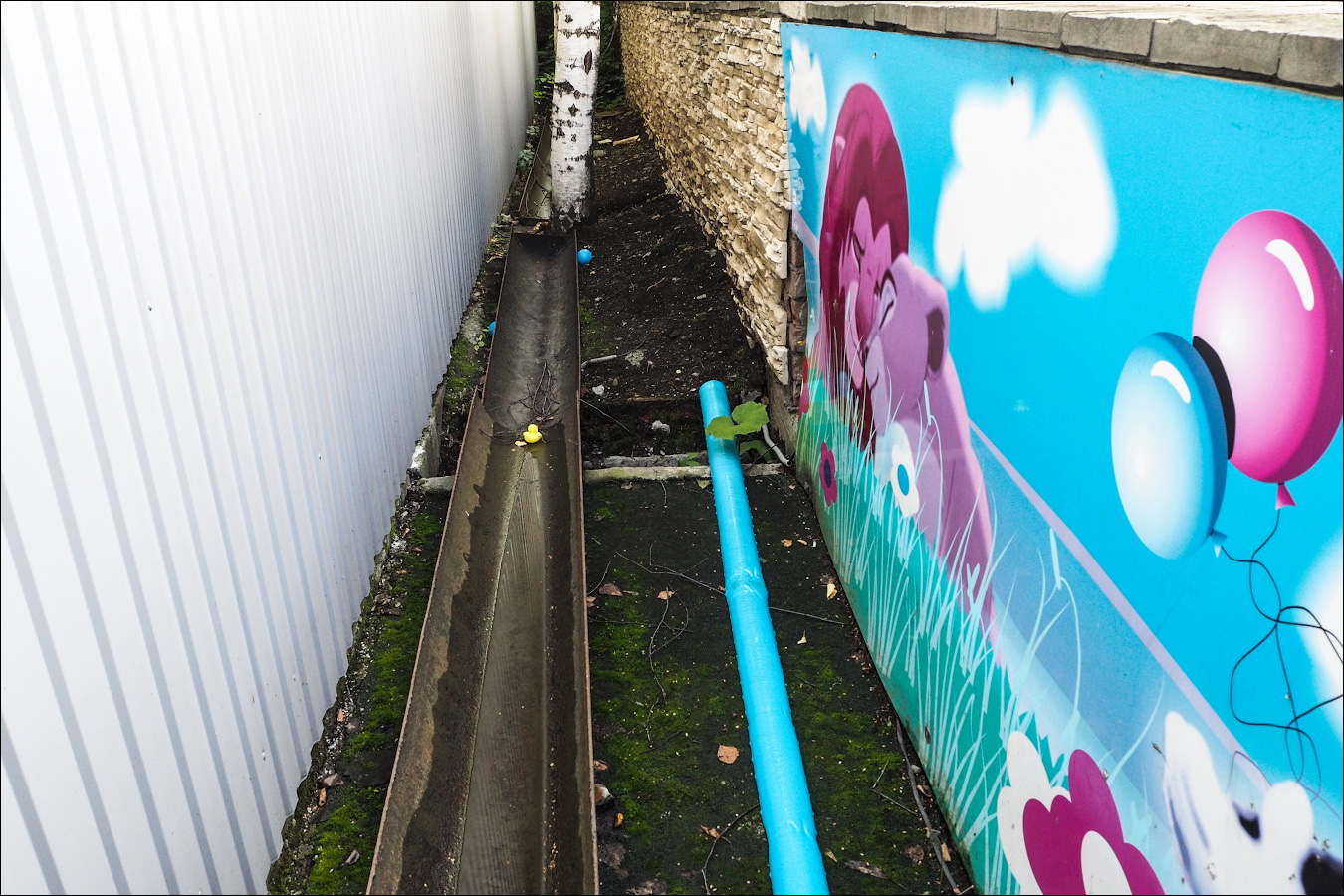 отчего белоствольные