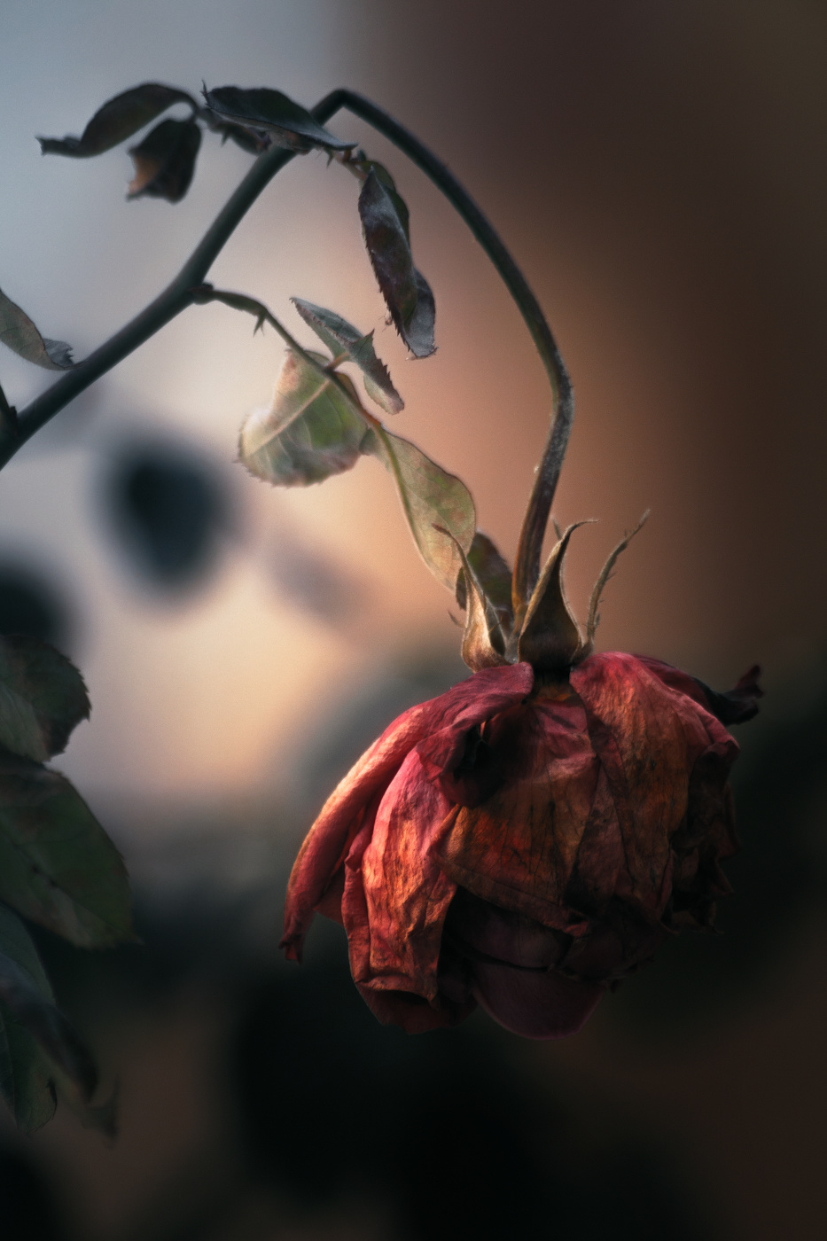 От увядшей розы остаются лишь воспоминания и аромат.