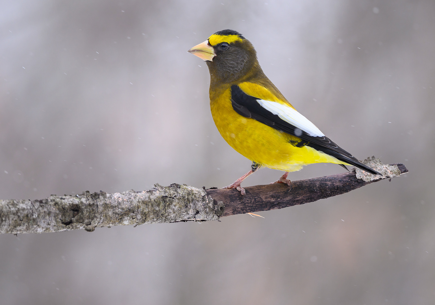 Evening grosbeak (male)