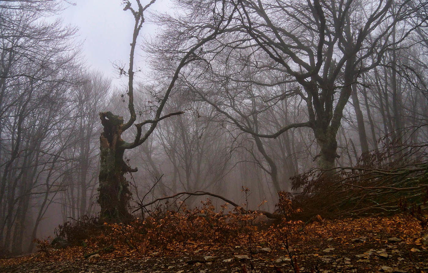 Декабрь в буковом лесу