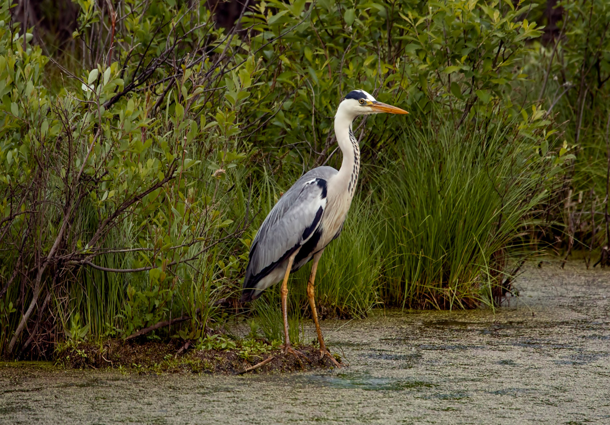 Серая цапля