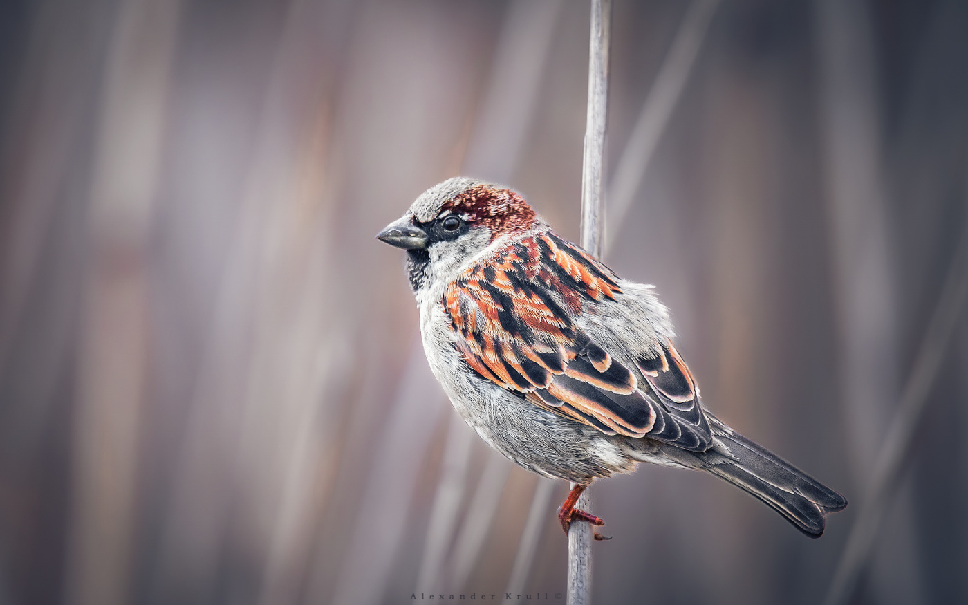 Ода маленькому соседу