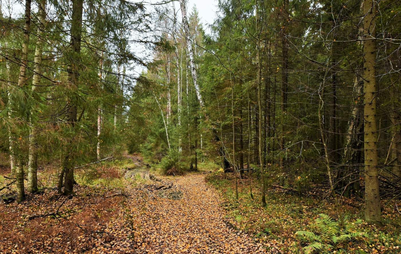 "Лесов таинственная сень с печальным шумом обнажалась..."