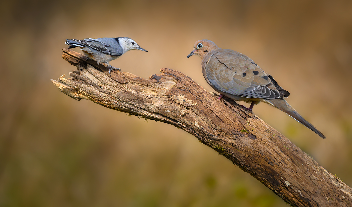 White-breasted nuthatch vs. Mourning dove