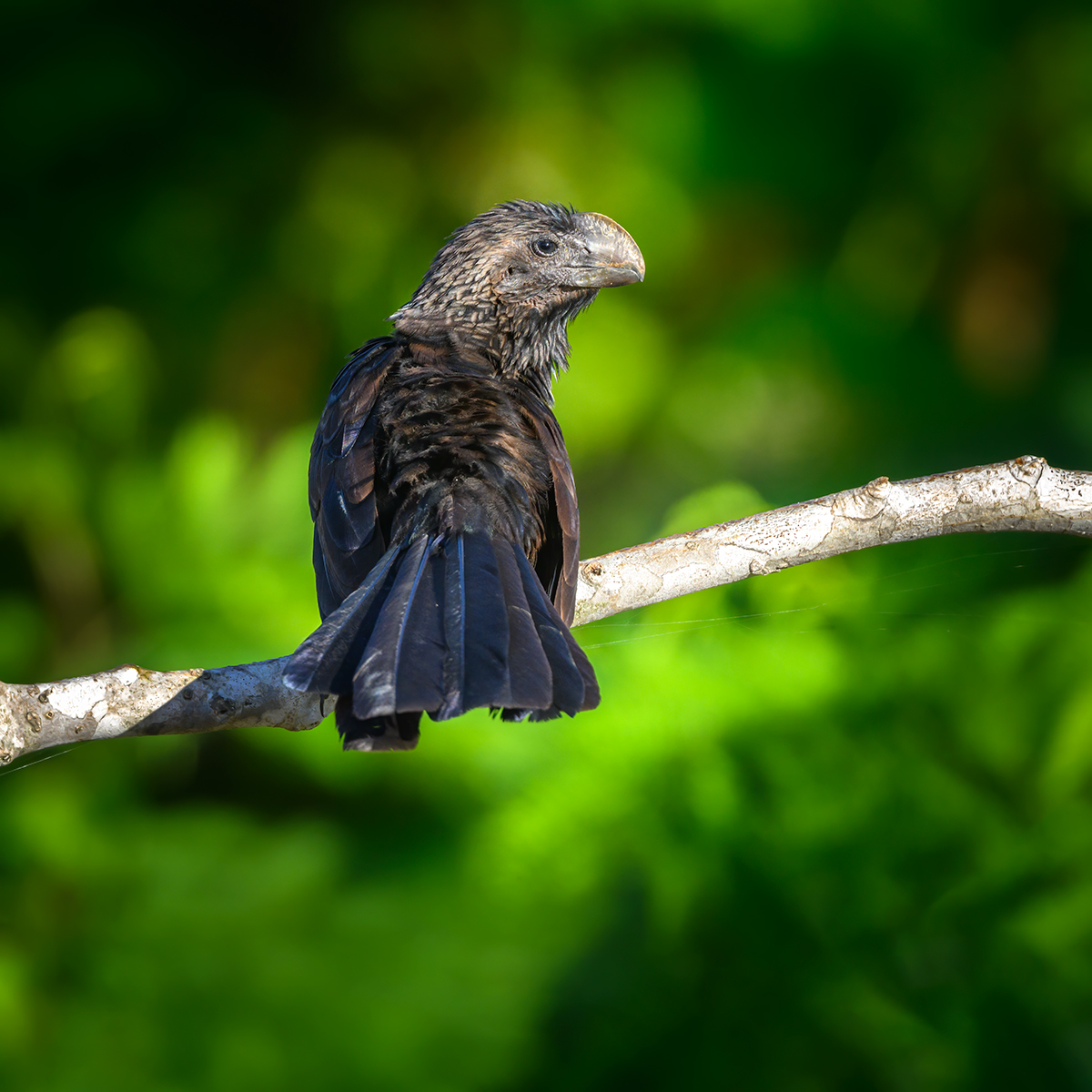 Smooth-billed Ani