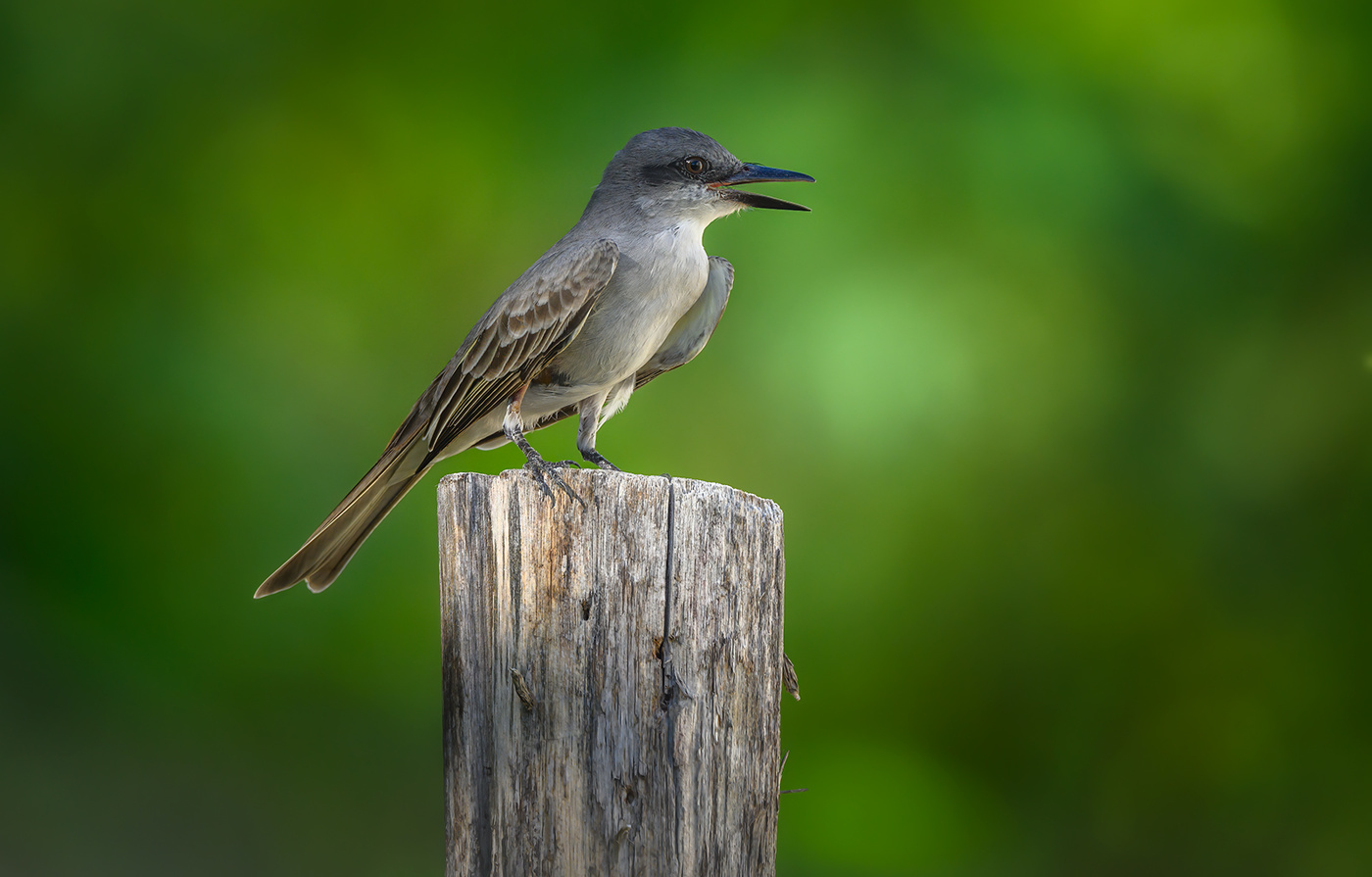 Grey Kingbird (Tyrannus dominicensis)