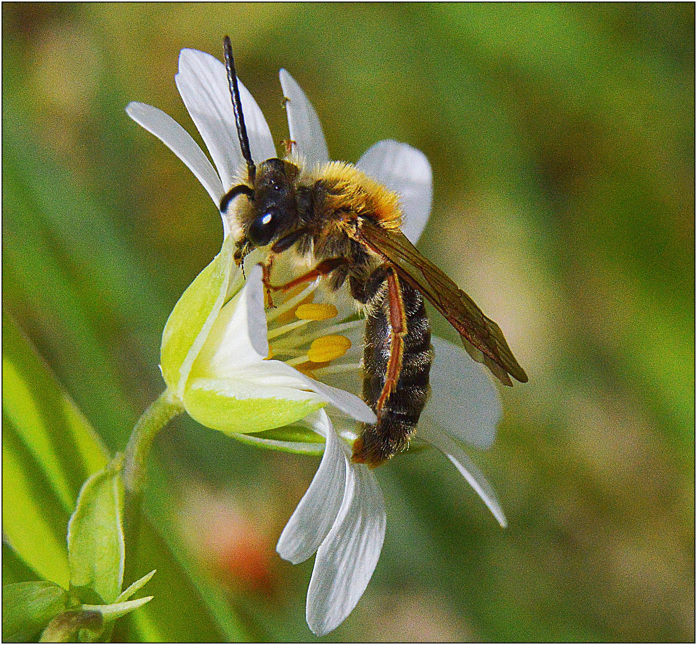 Холодно. Да и нектара нет.