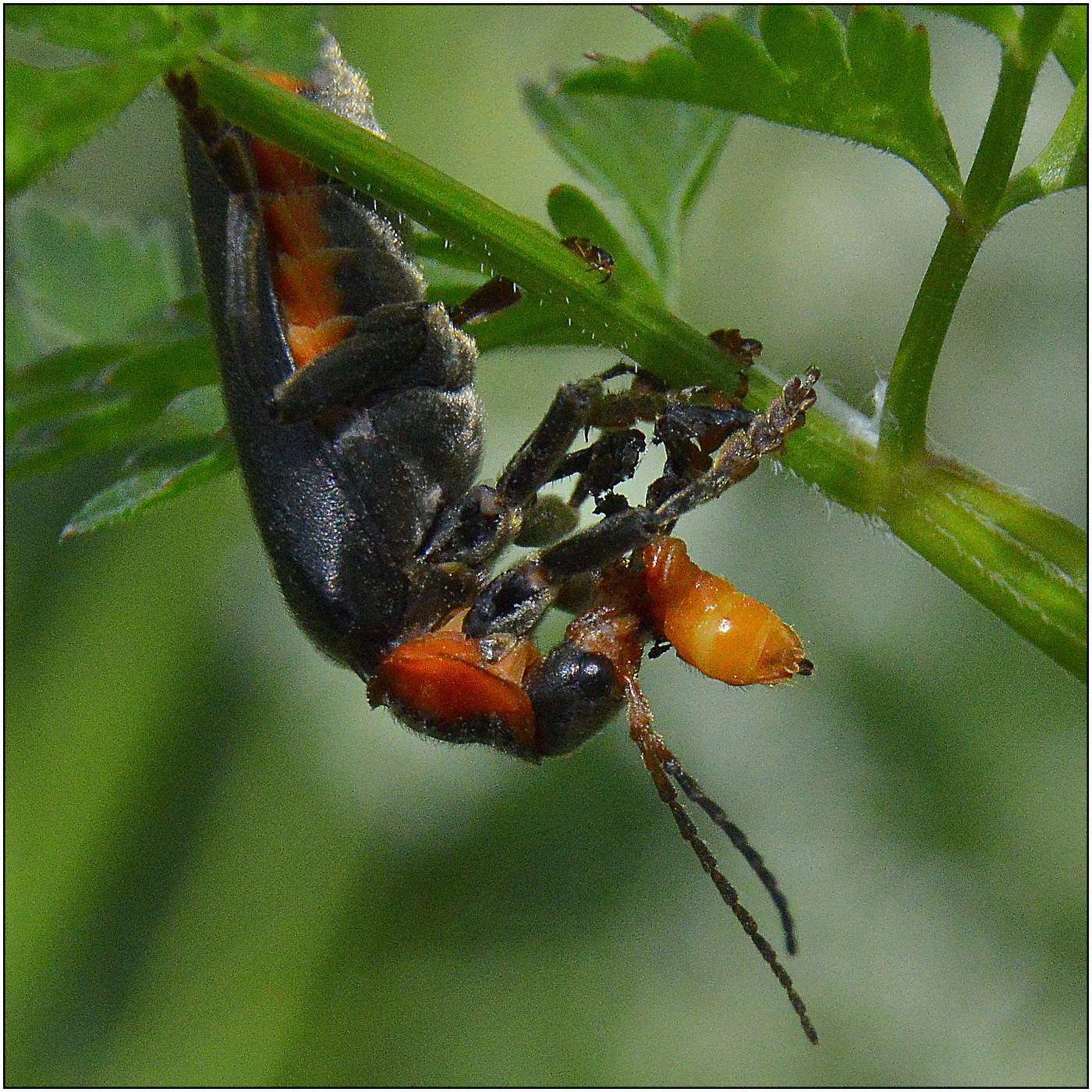А в высокой траве ...