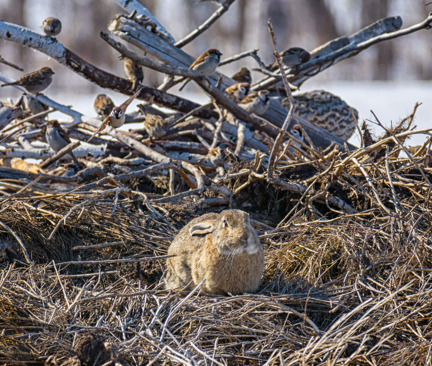 С Новым годом!