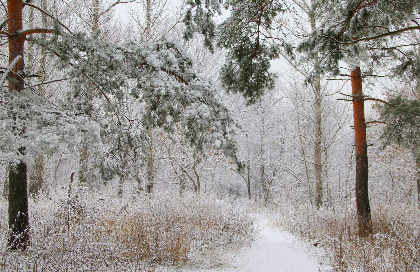 Природа зимой!