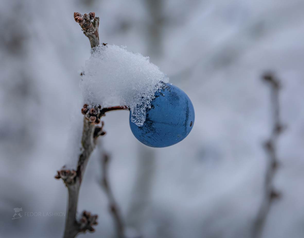 Ягода тёрна