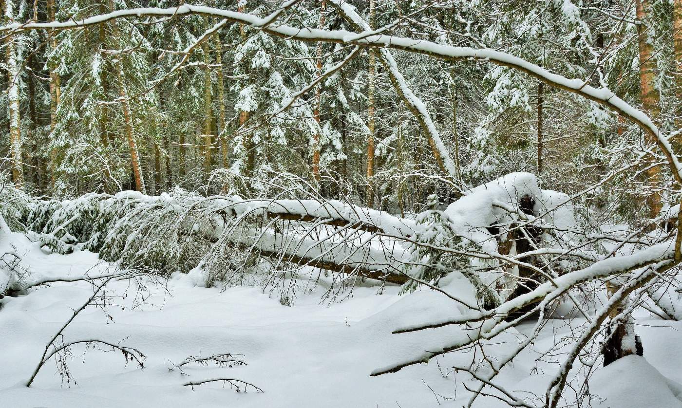В дебрях леса ...