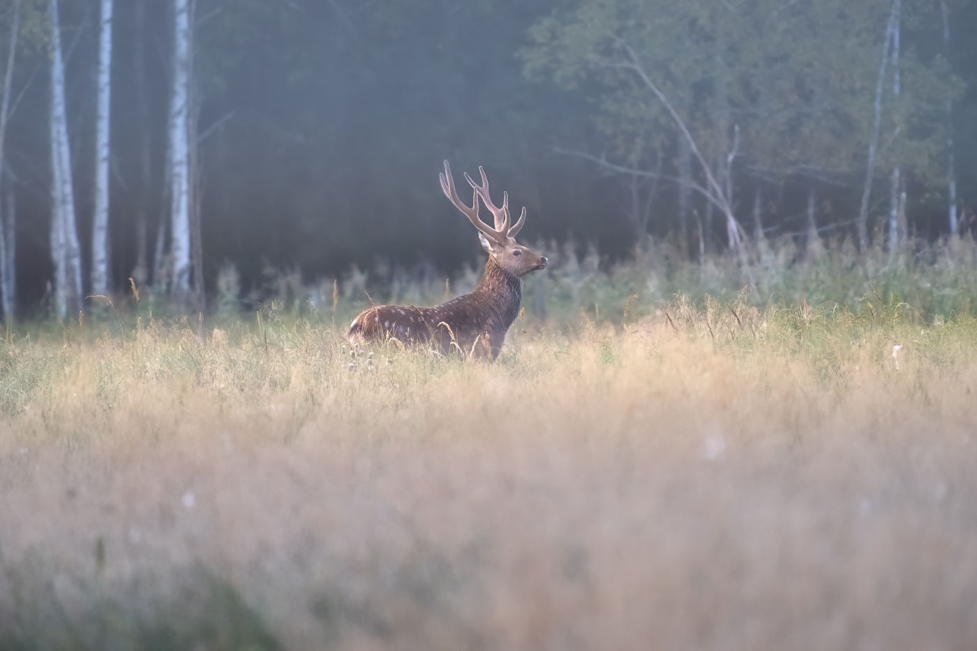 в утреннем лесу