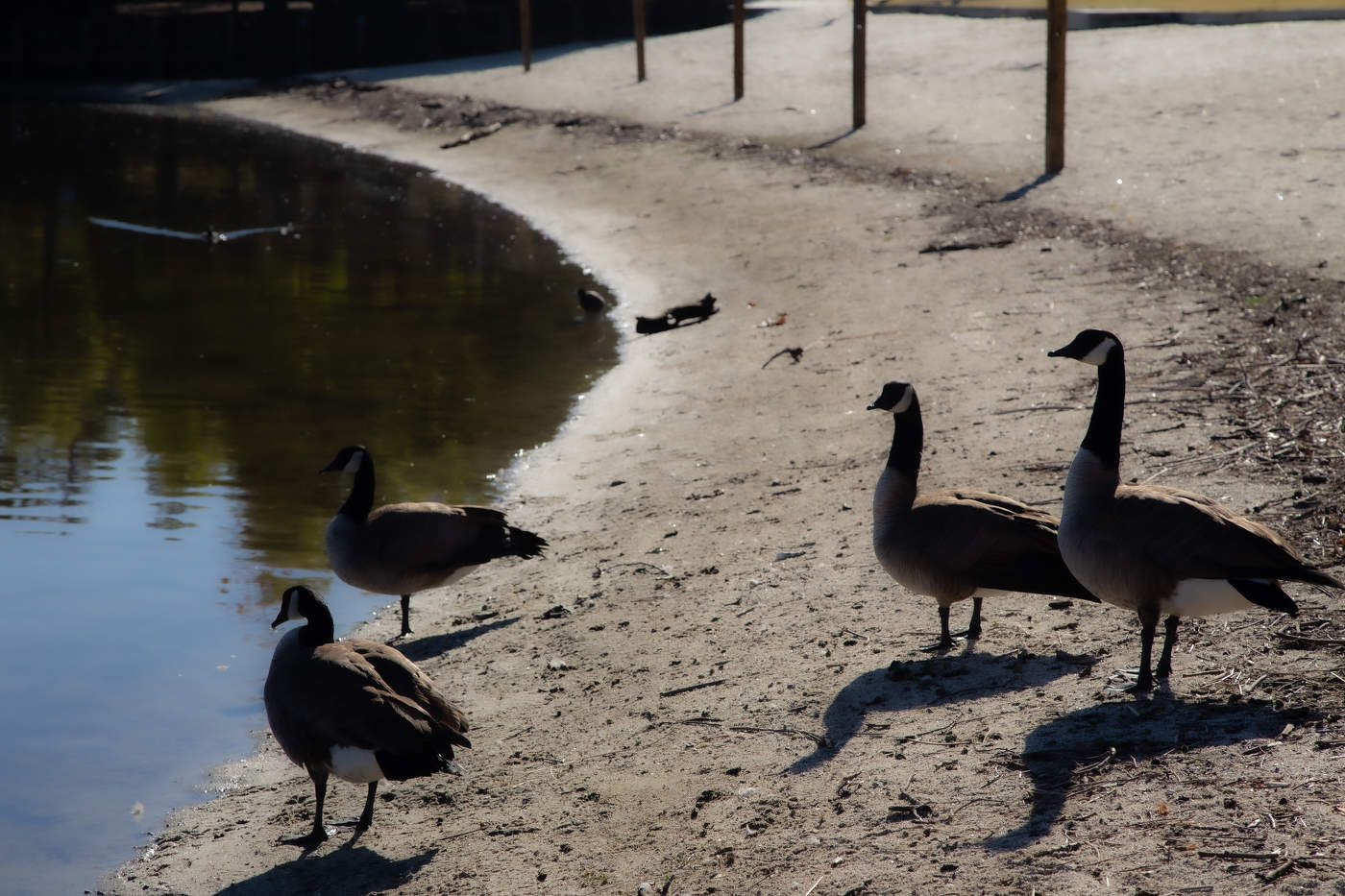 Гуси Канадские