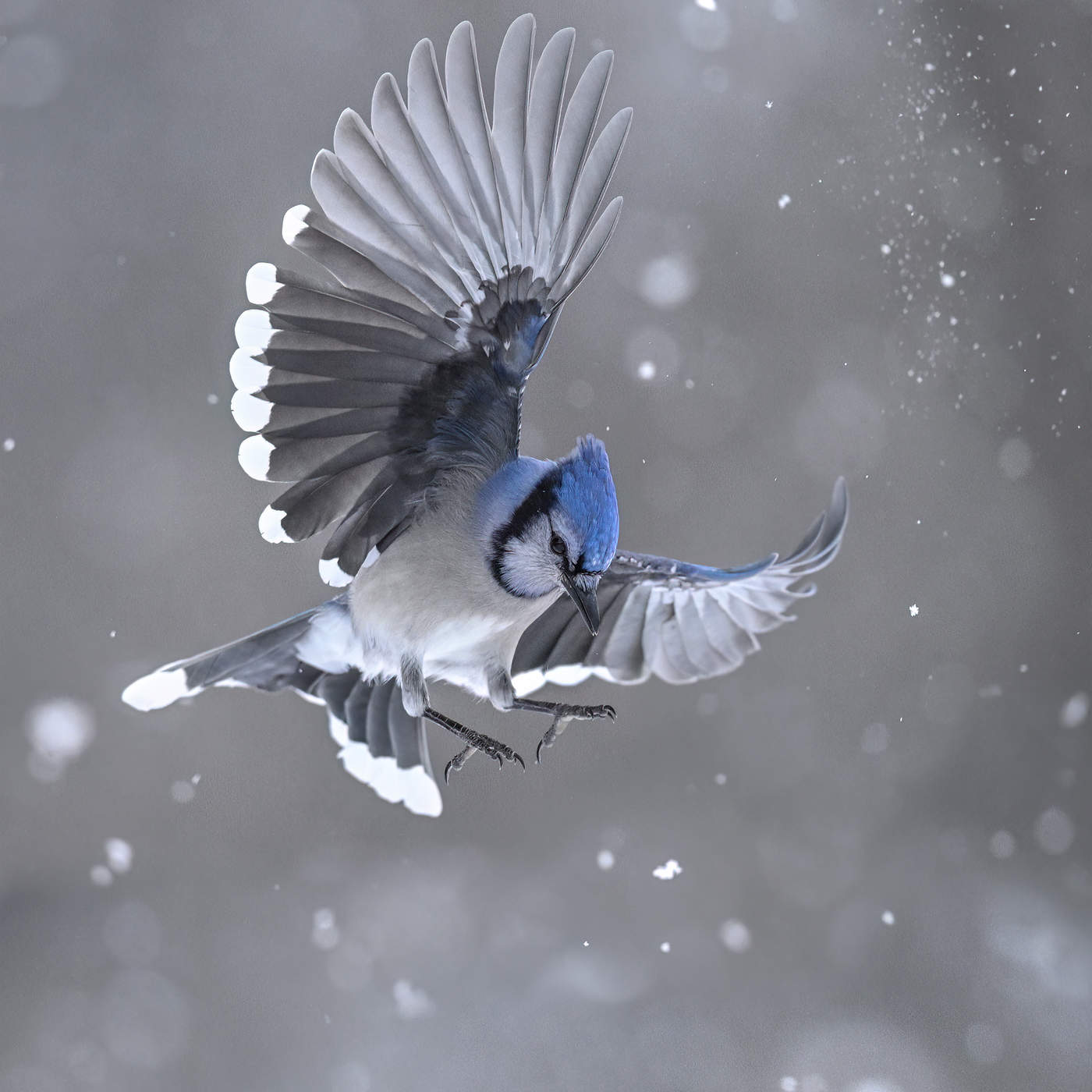Blue jay