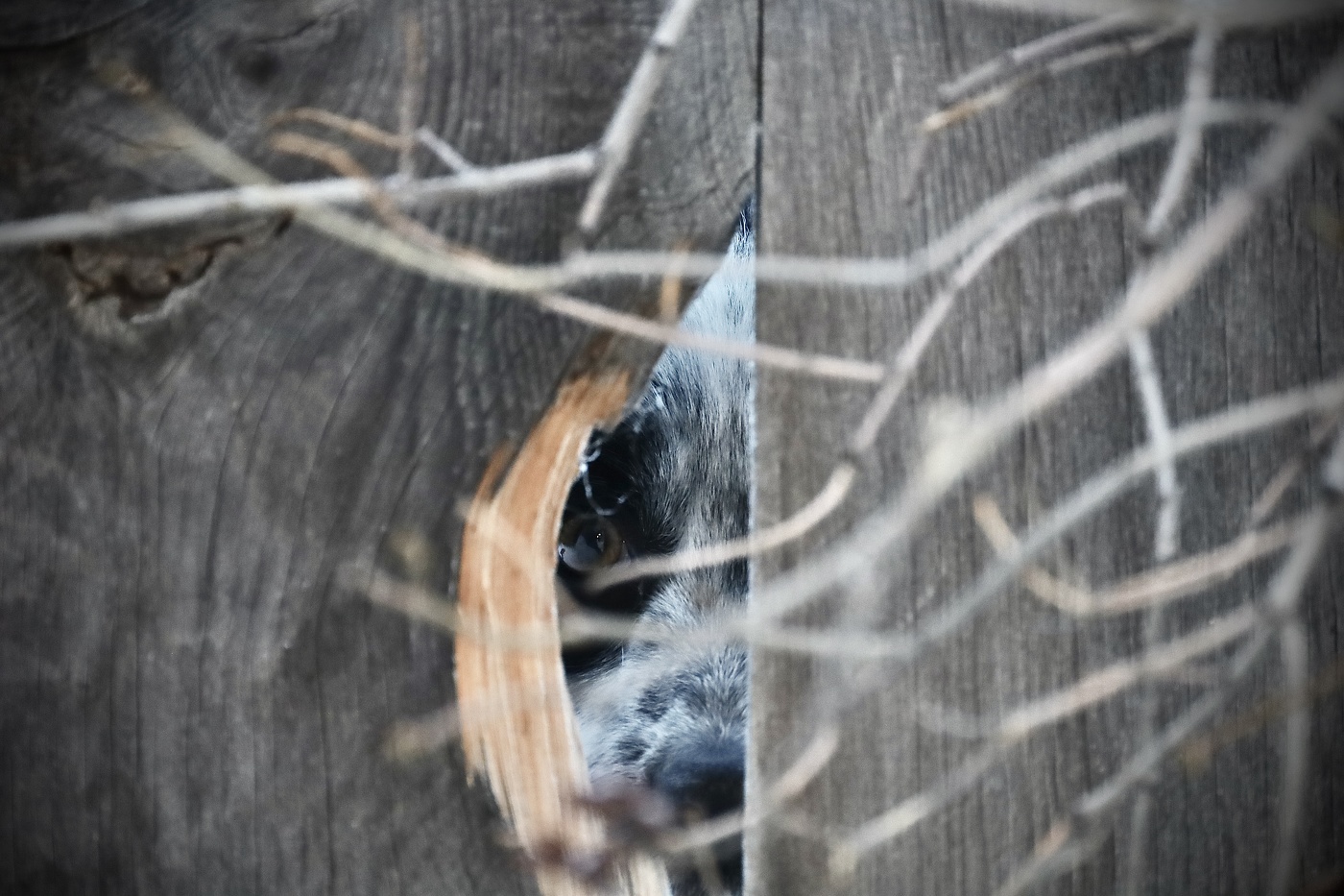 Заглянуть с опаской в новый год