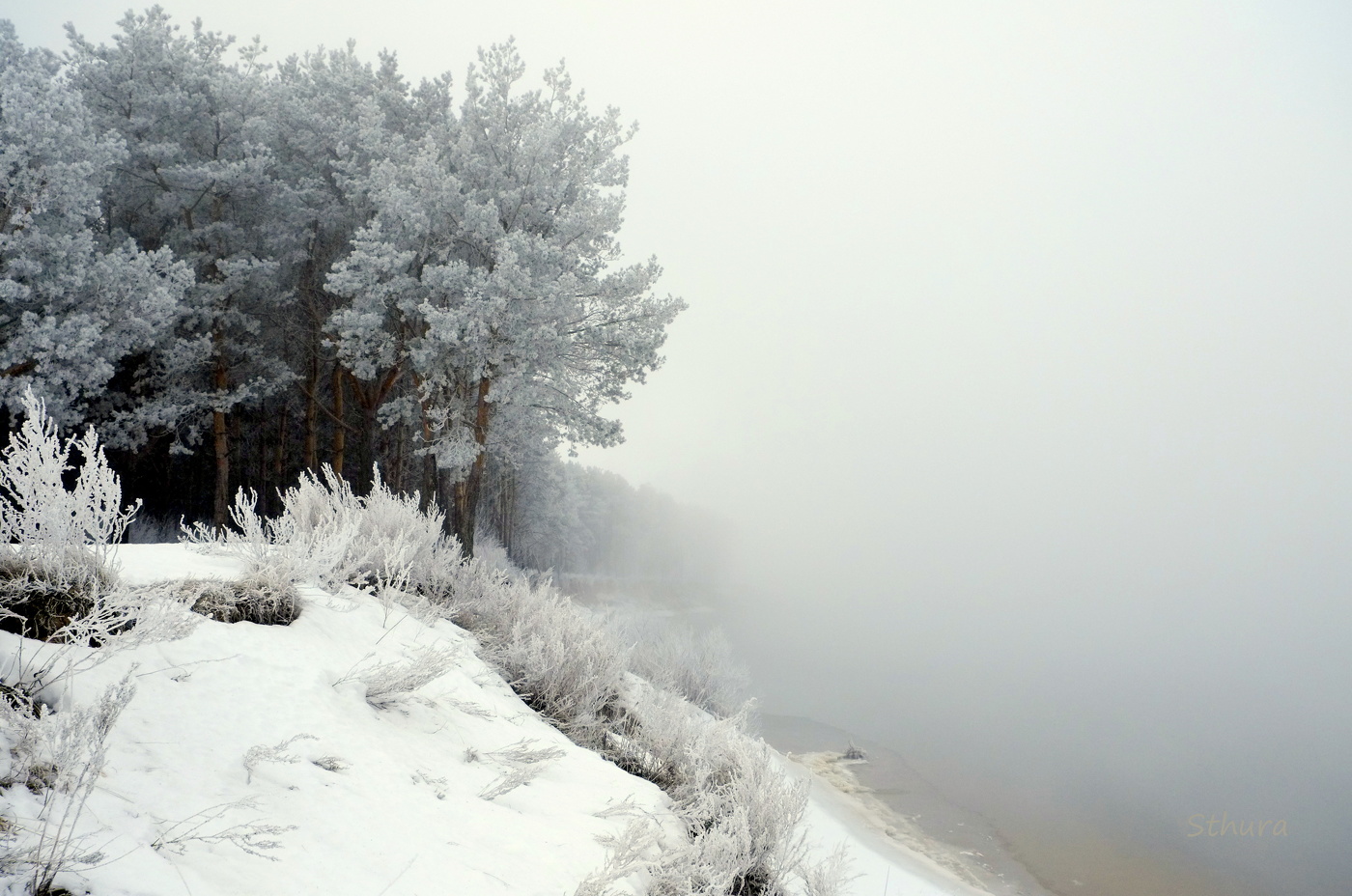 Лес на берегу реки.