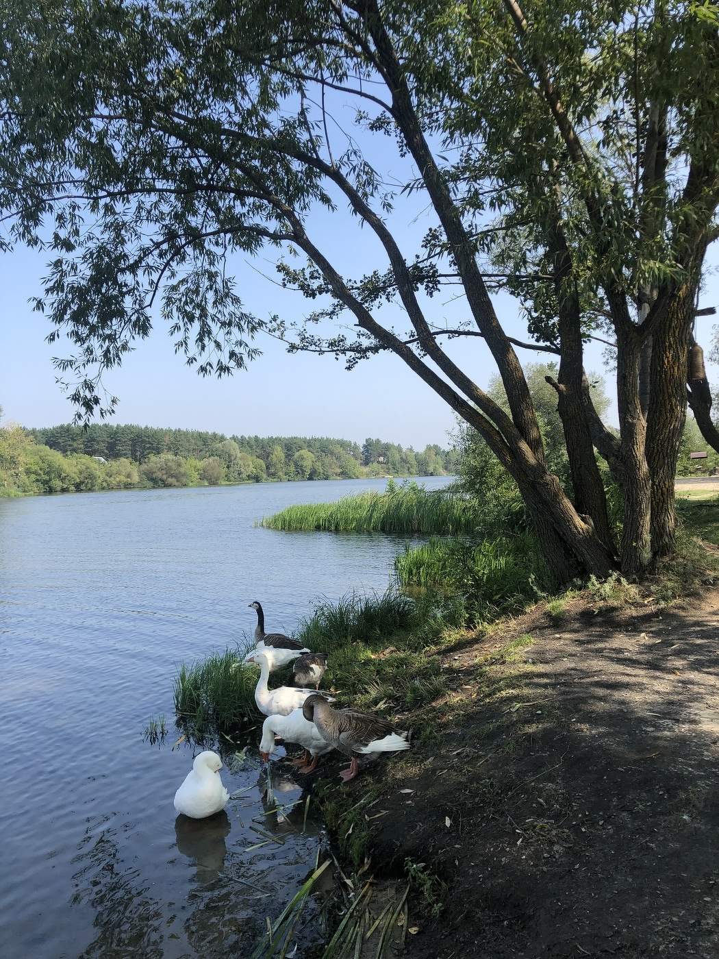 Летняя идиллия