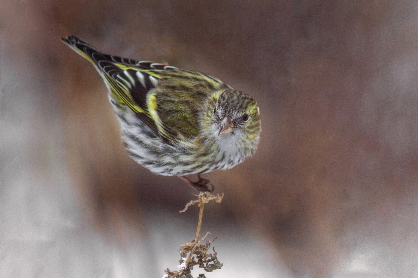 Чижик-пыжик