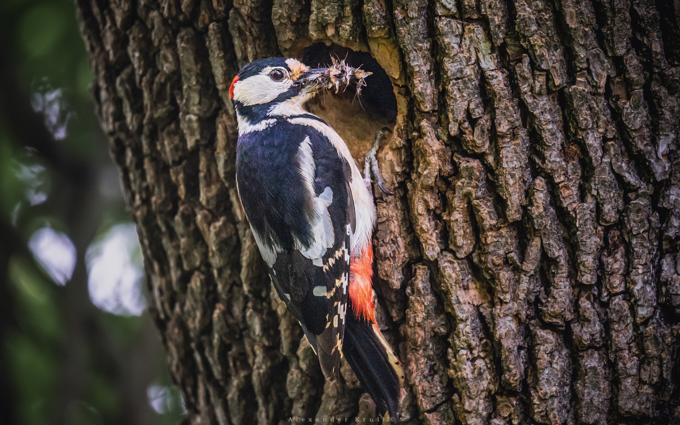 Добычливый