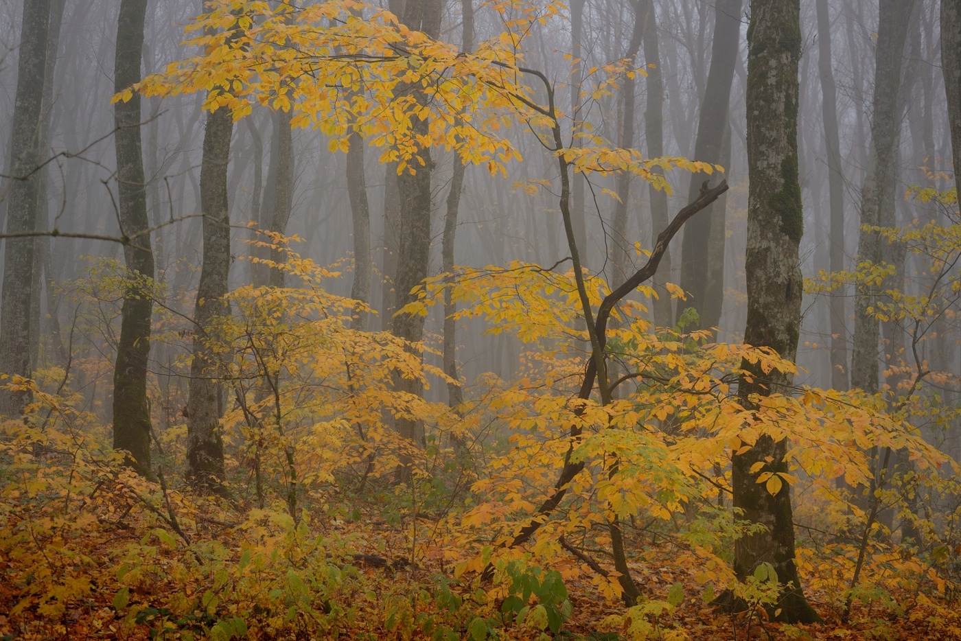 Осенний наряд