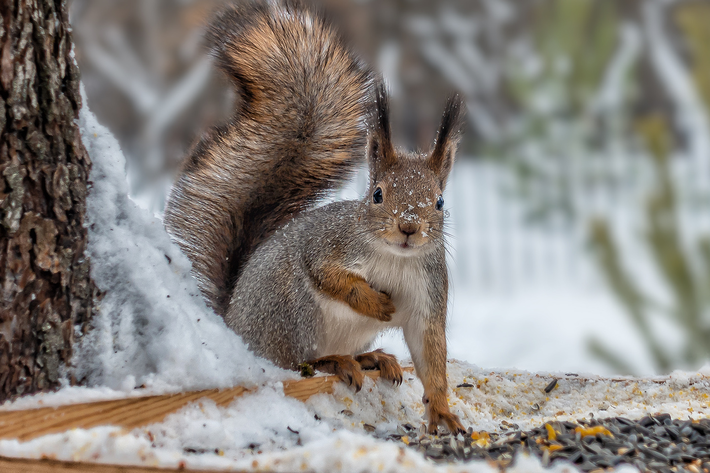 Орехи принес?
