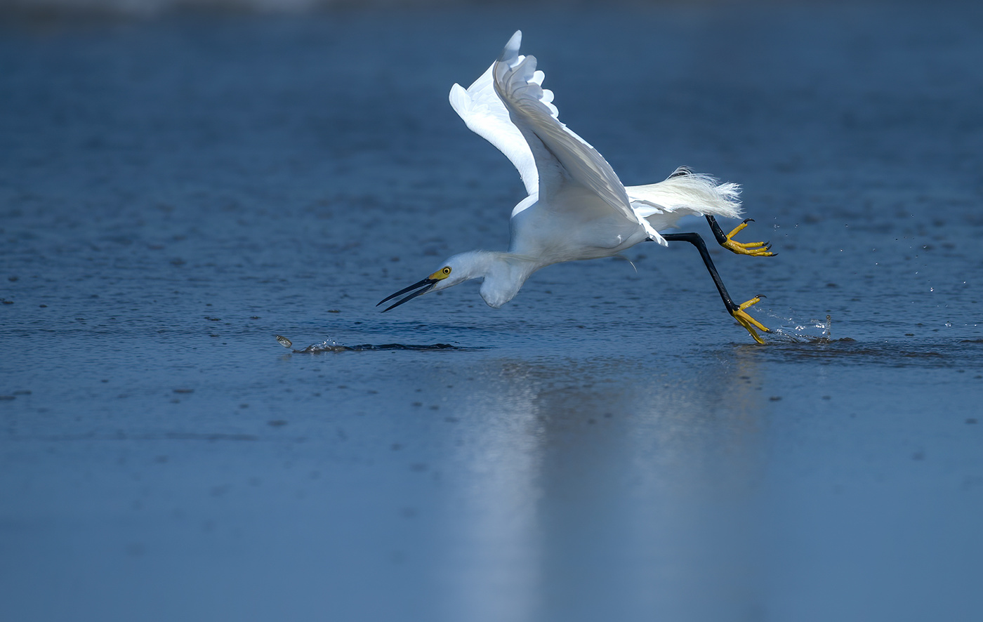 Snowy Egret