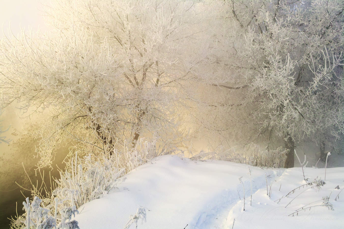 Морозные кружева