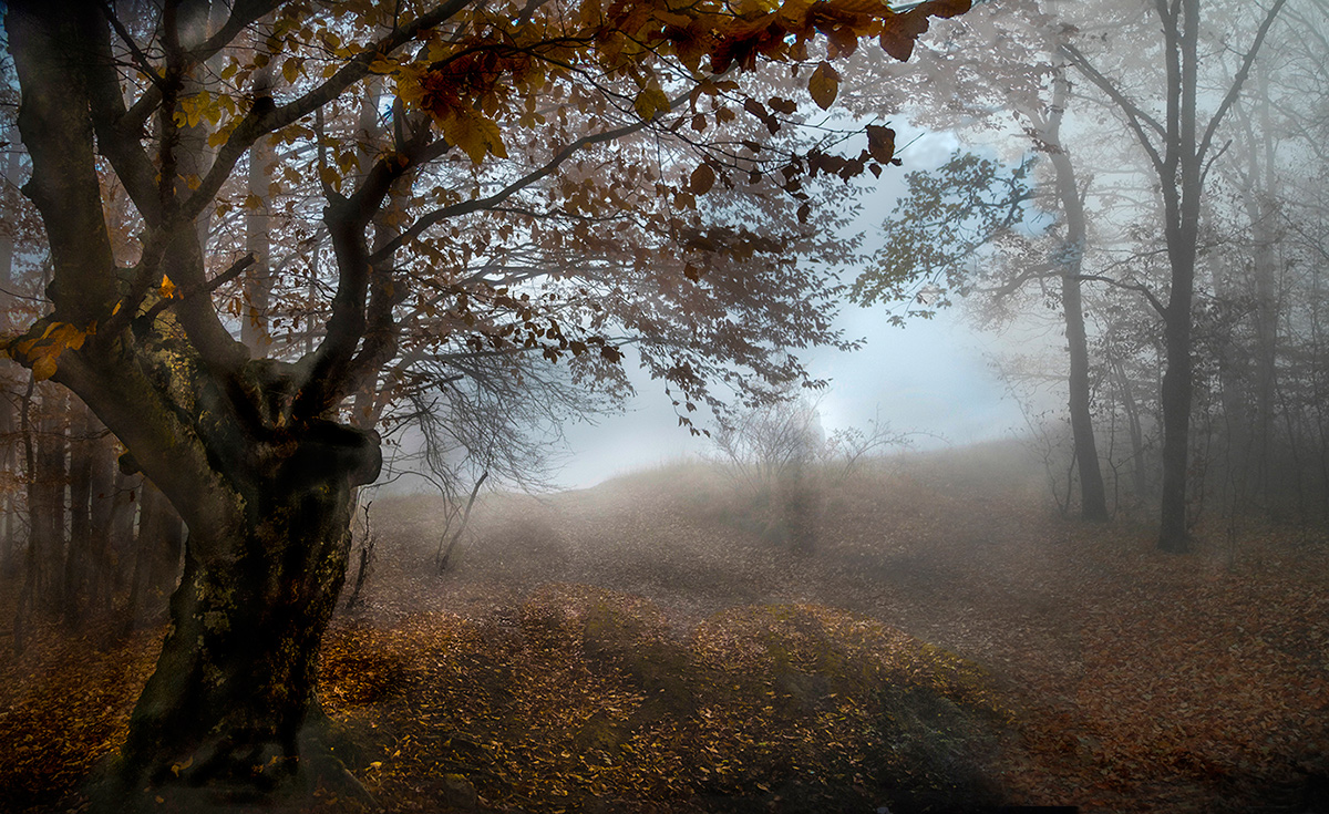 Лесной этюд