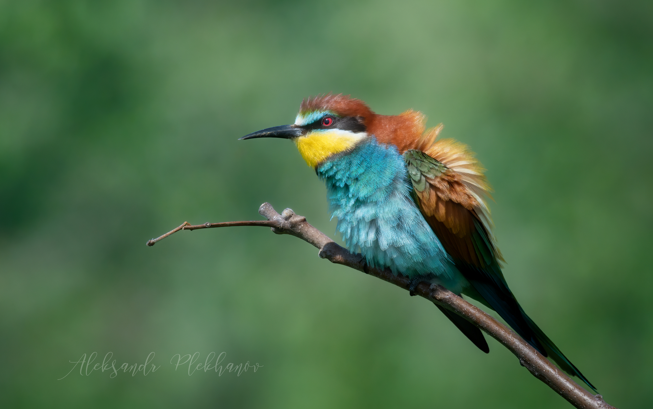 Пушистик ветреный