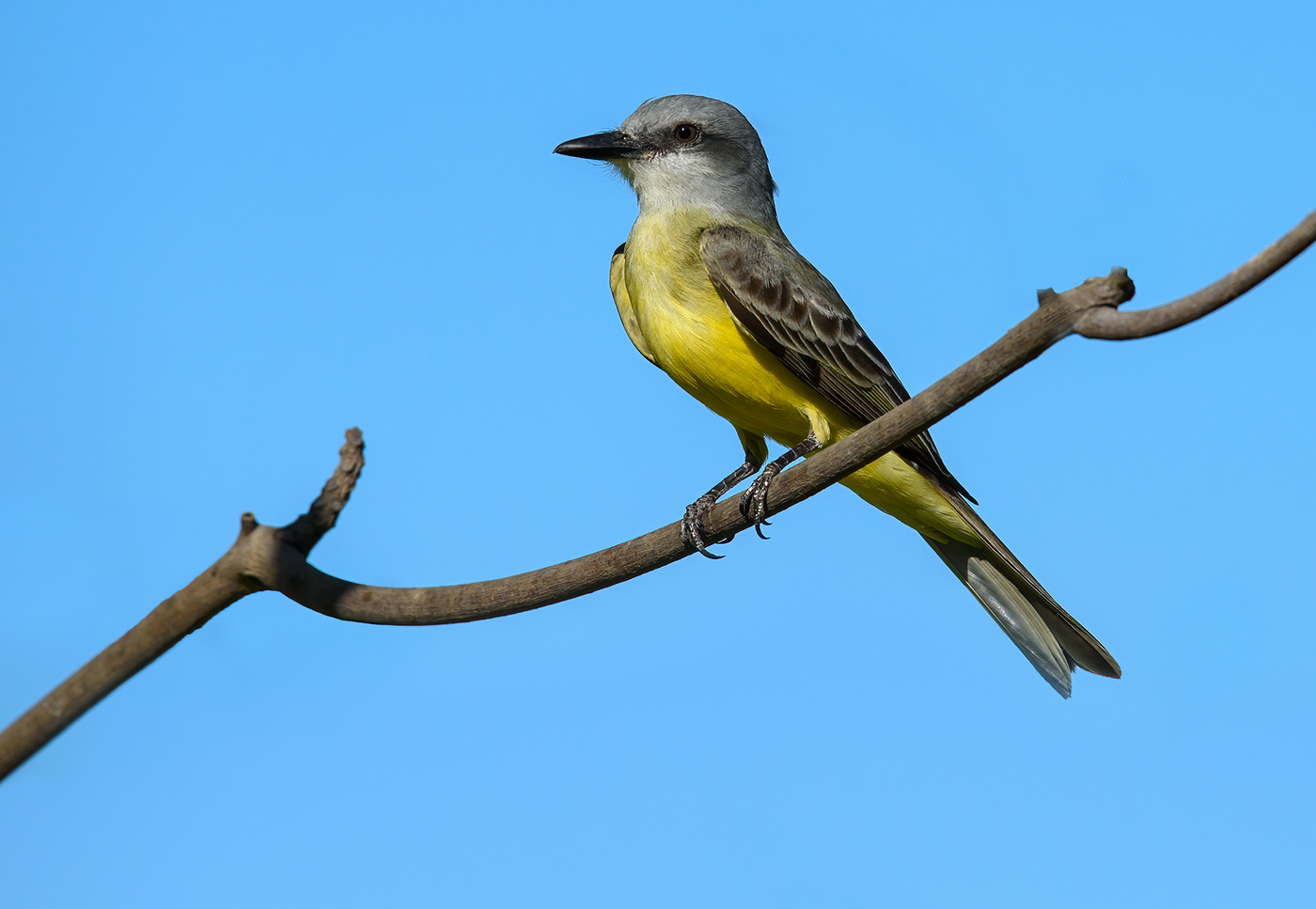 Cassin's kingbird (Tyrannus vociferans)