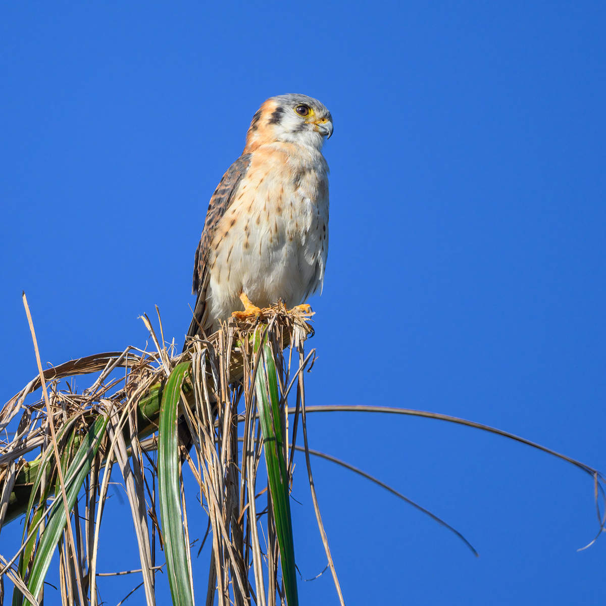 American kestrel (Falco sparverius)