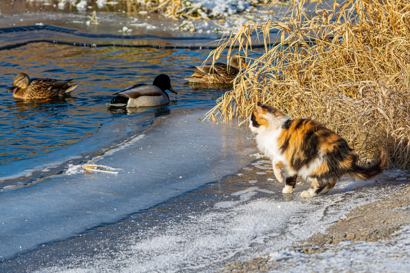 наблюдатель