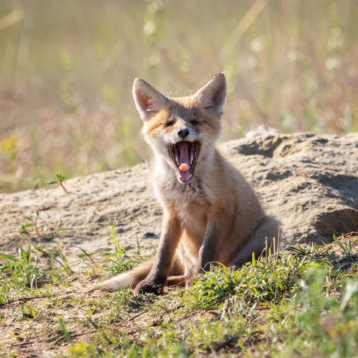 Не выспался