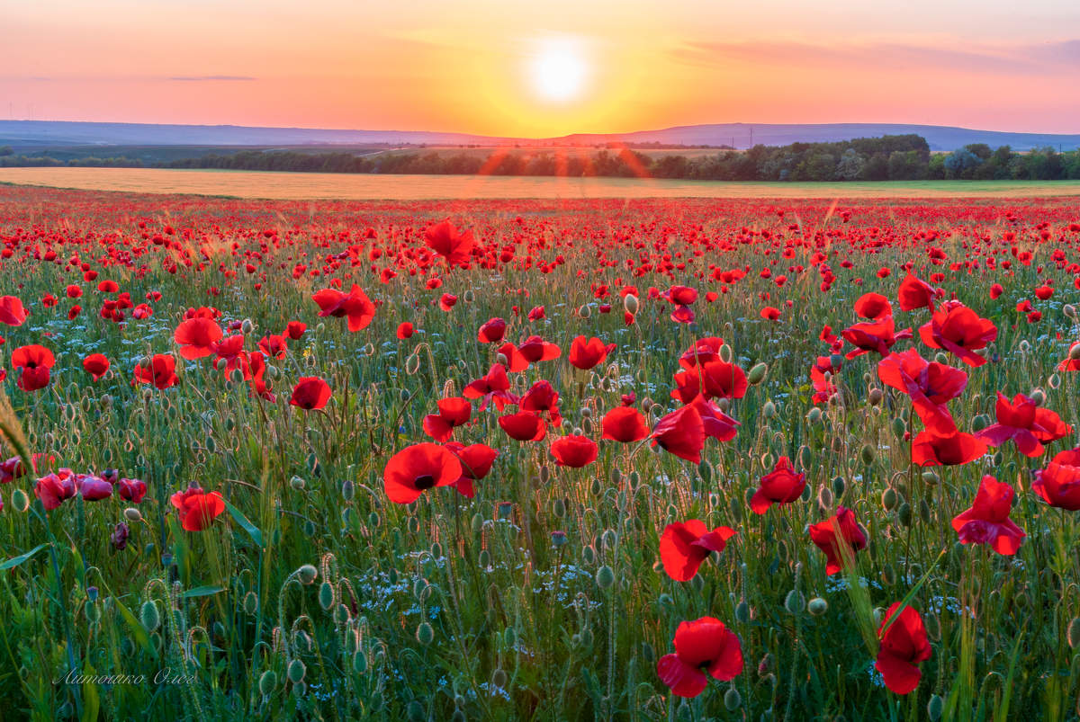 Маковый закат под Симферополем.