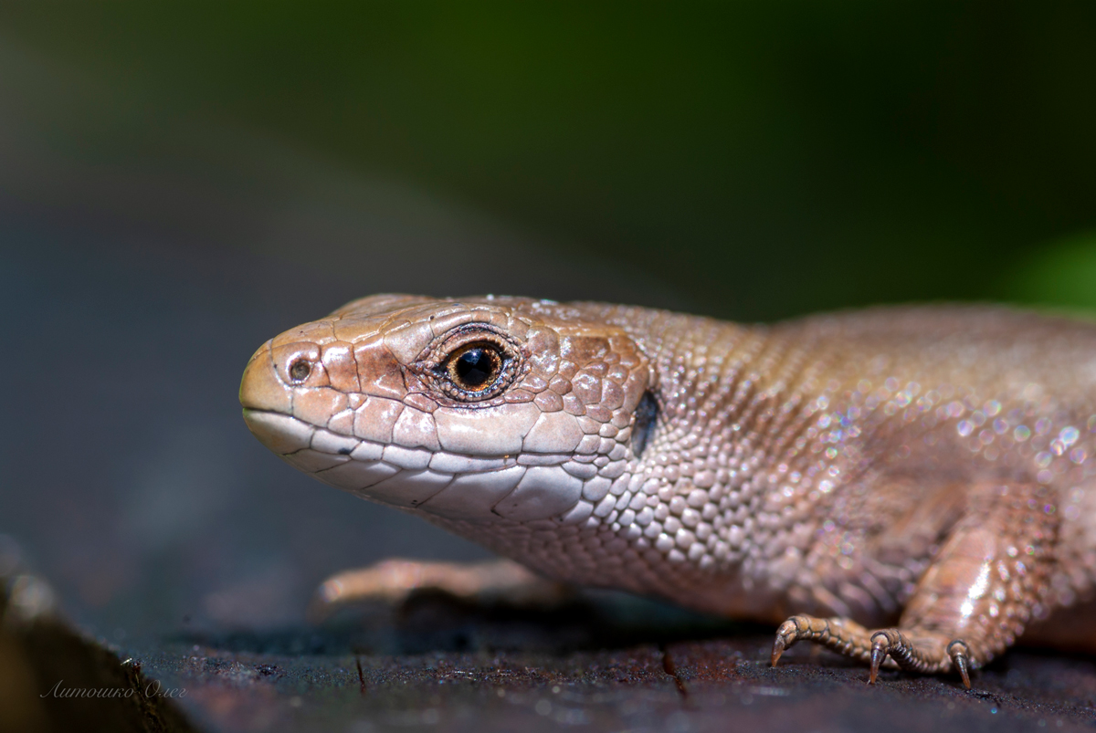 Ящерица прыткая.