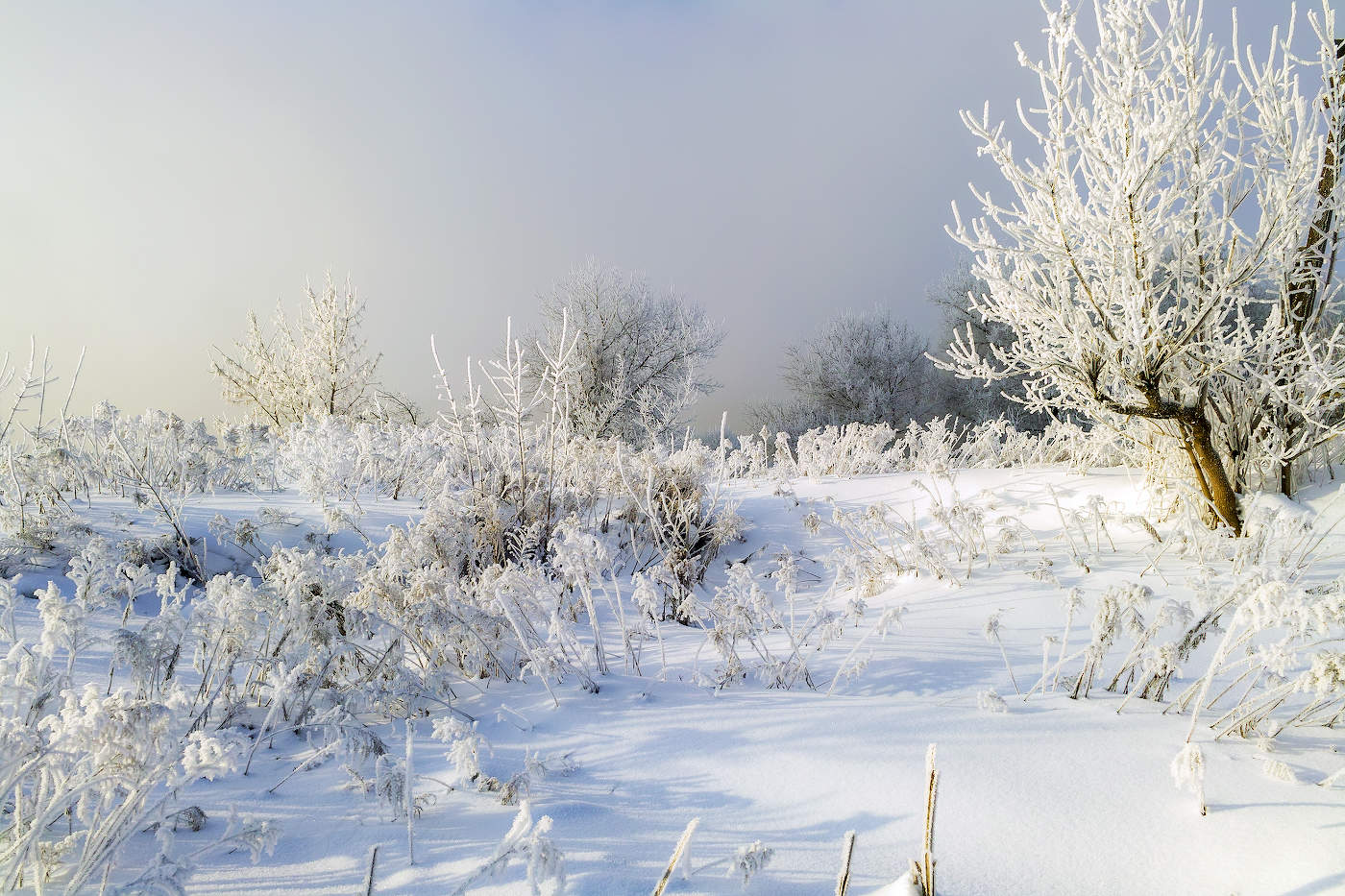 Морозное безмолвие