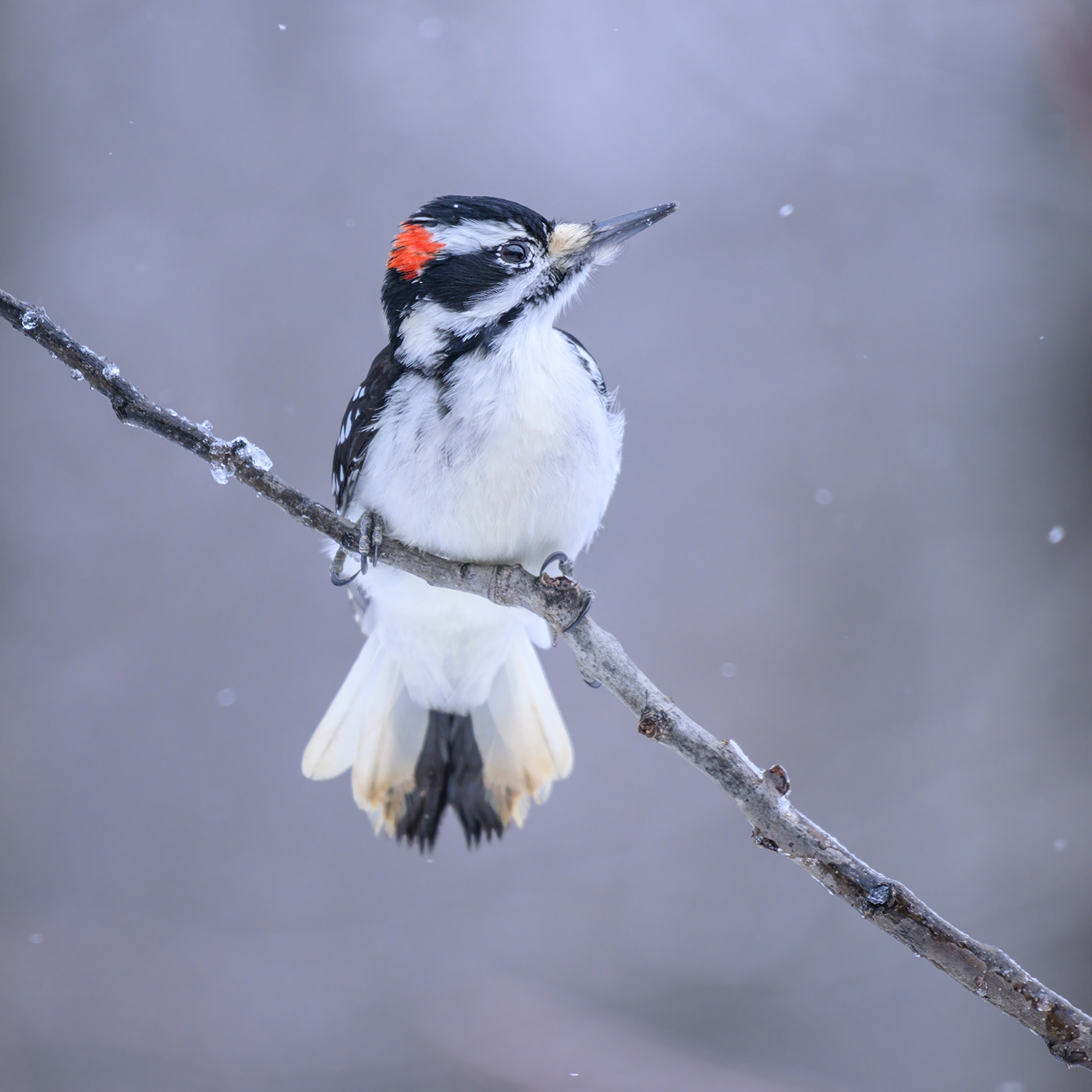Hairy woodpecker (male)