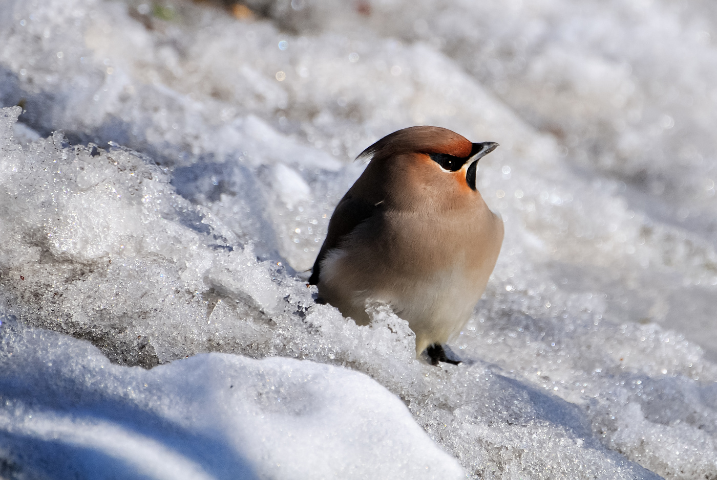 Свиристель.