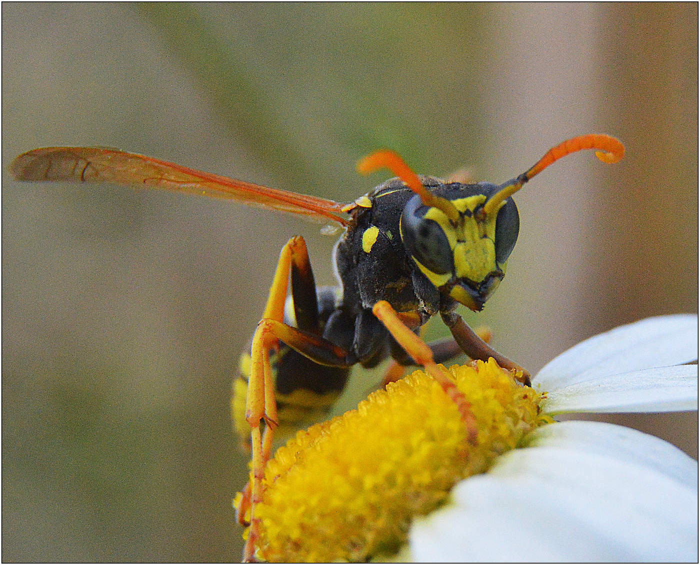 Улететь бы ....