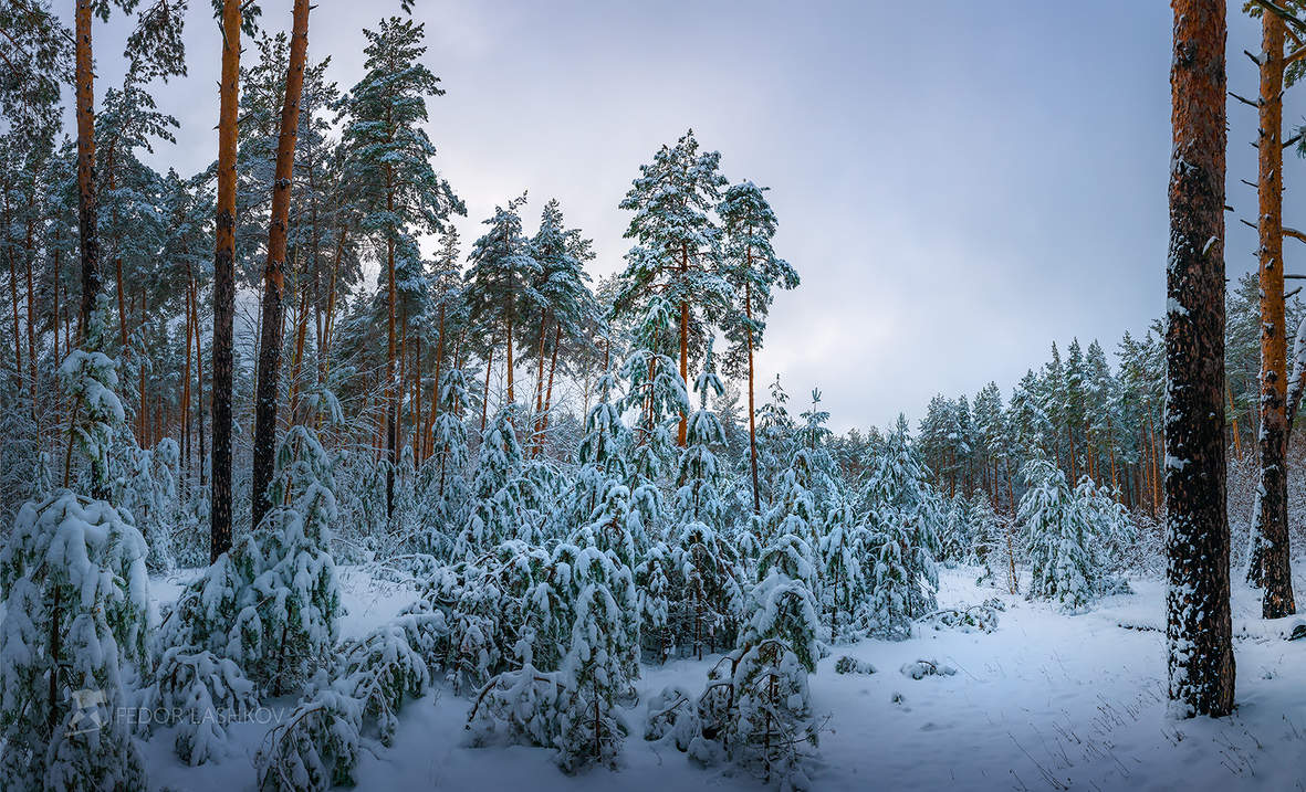 Морозные сумерки