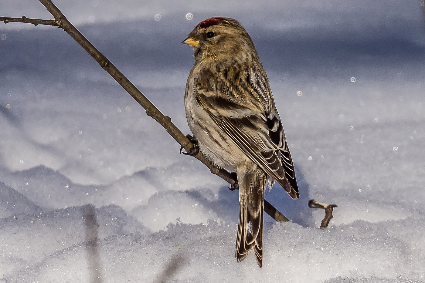Обыкновенная чечётка