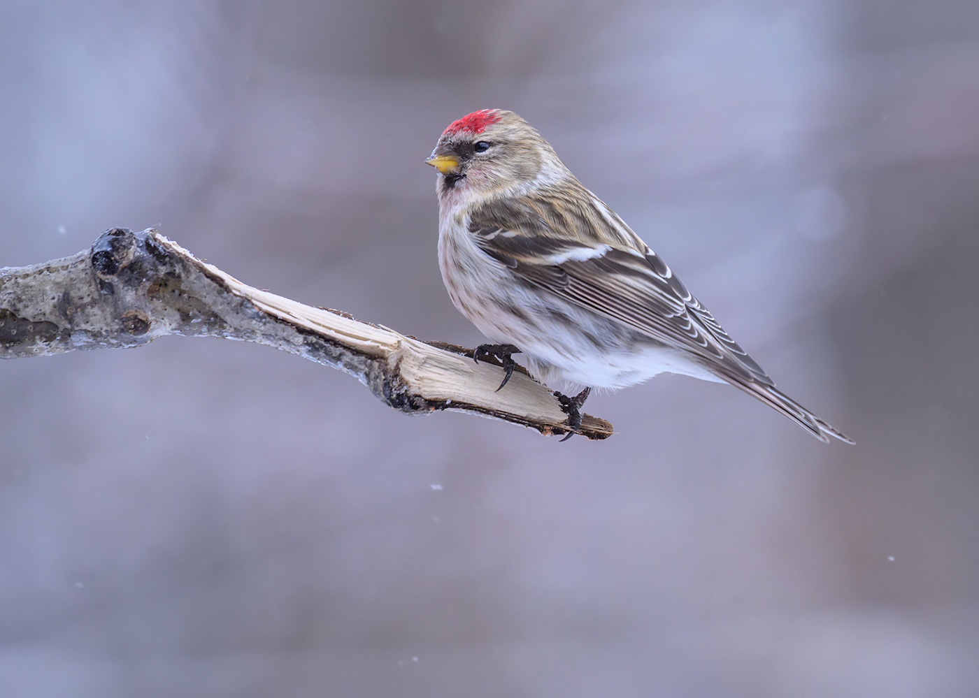 Common Redpoll (male)